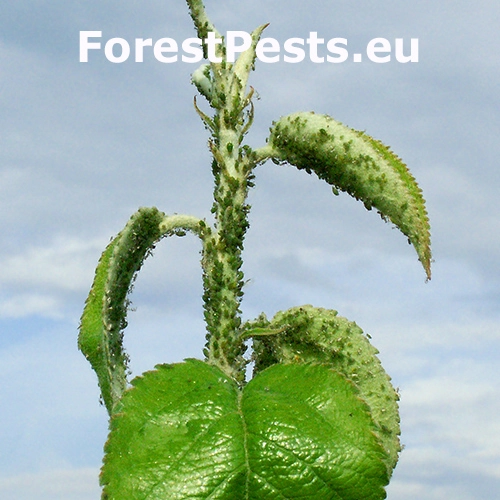 Vo&scaron;ka jabloňov&aacute;