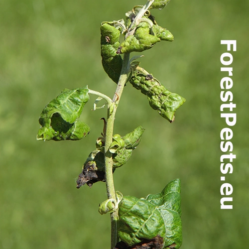 Vo&scaron;ka jabloňov&aacute;