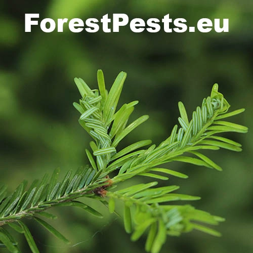 Vo&scaron;ka jedľov&aacute;