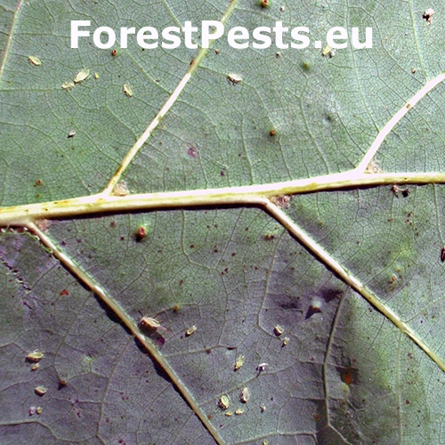 Vo&scaron;ka Myzocallis walshii