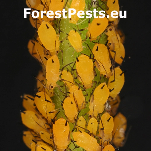 Vo&scaron;ka oleandrov&aacute;