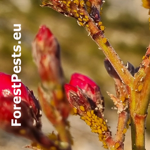 Vo&scaron;ka oleandrov&aacute;