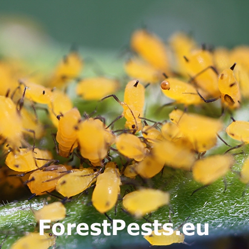 Vo&scaron;ka oleandrov&aacute;