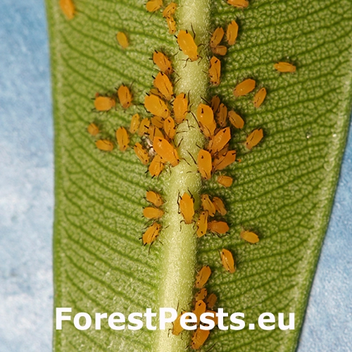 Vo&scaron;ka oleandrov&aacute;