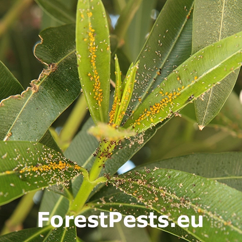 Vo&scaron;ka oleandrov&aacute;