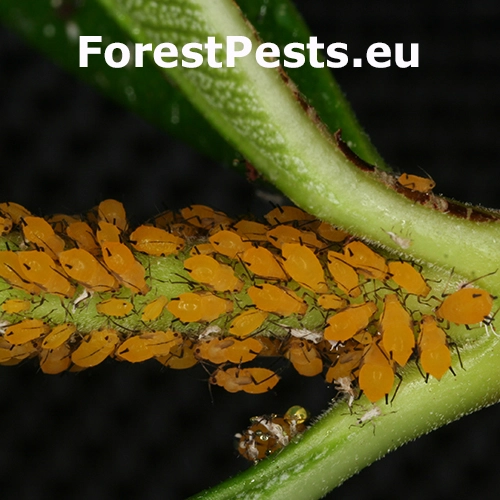 Vo&scaron;ka oleandrov&aacute;