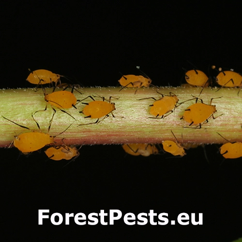 Vo&scaron;ka oleandrov&aacute;