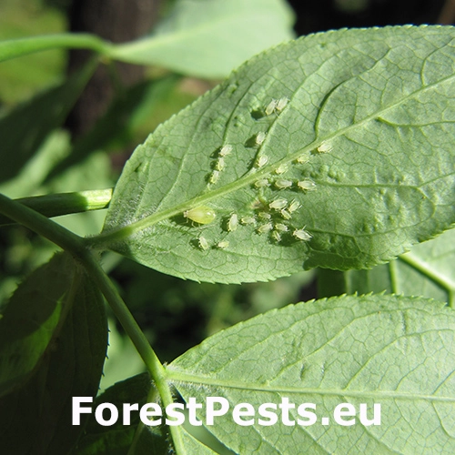 Vo&scaron;ka Rhopalosiphoninus staphyleae