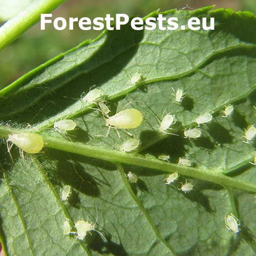 Vo&scaron;ka Rhopalosiphoninus staphyleae