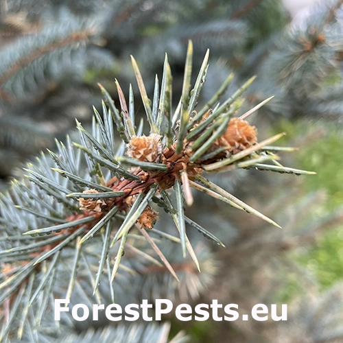 Vo&scaron;ka smrekov&aacute; 