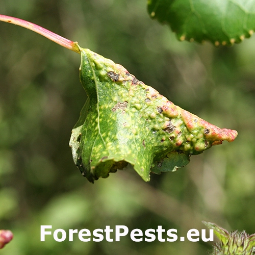 Vo&scaron;ka Thecabius affinis