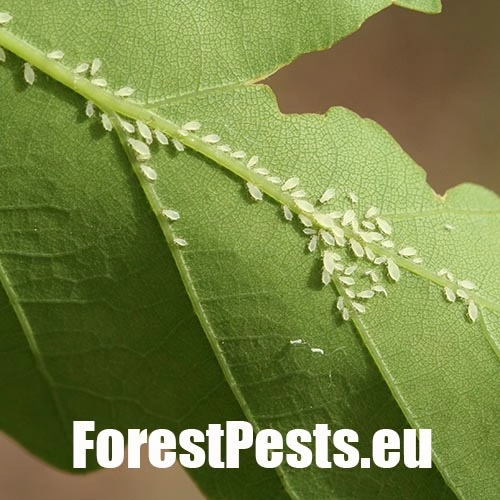 Vo&scaron;ka Tuberculatus annulatus