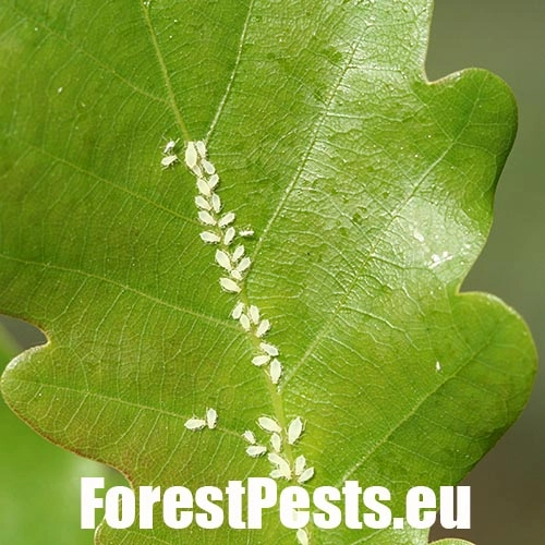 Vo&scaron;ka Tuberculatus annulatus