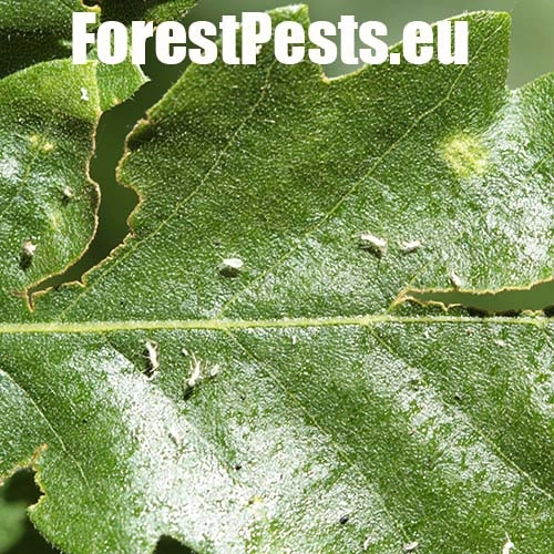 Vo&scaron;ka Tuberculatus annulatus