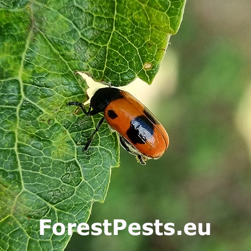 Vrbin&aacute;r hladk&yacute;