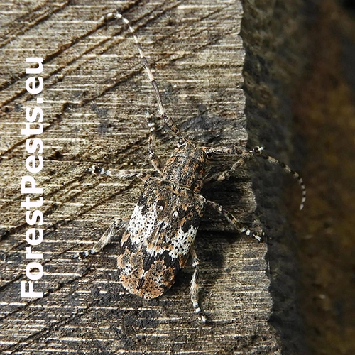 Vrz&uacute;nik Mesosa nebulosa