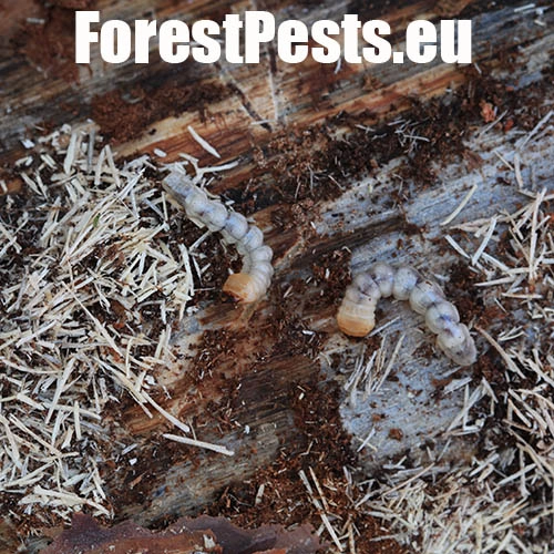 Vrz&uacute;nik Monochamus galloprovincialis 