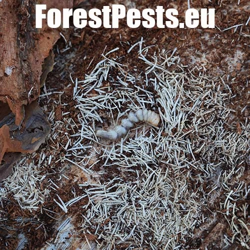 Vrz&uacute;nik Monochamus galloprovincialis 