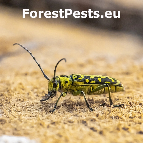 Vrz&uacute;nik mramorov&yacute;