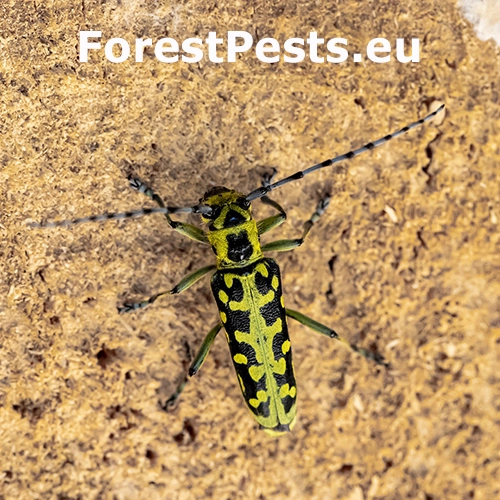 Vrz&uacute;nik mramorov&yacute;