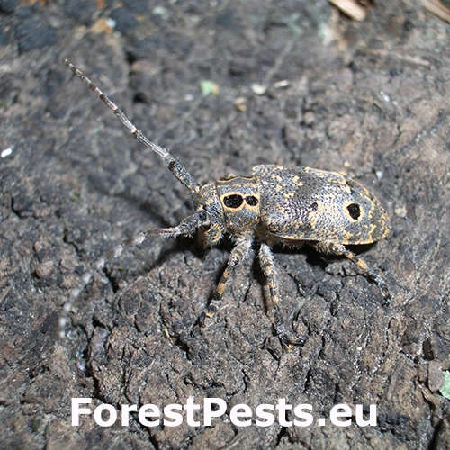 Vrz&uacute;nik orechov&yacute;