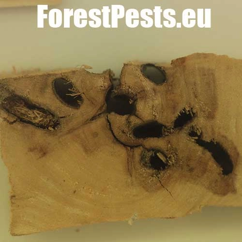 Vrz&uacute;nik topoľov&yacute;