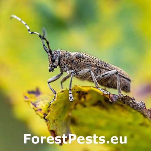 Vrz&uacute;nik topoľov&yacute;