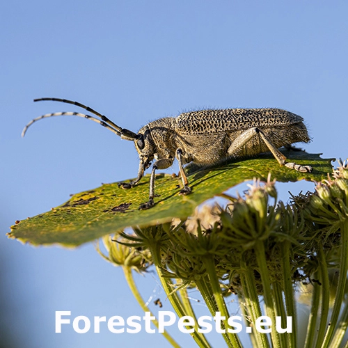 Vrz&uacute;nik topoľov&yacute;
