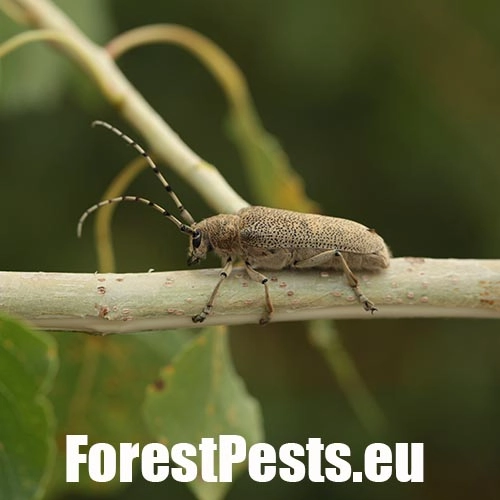 Vrz&uacute;nik topoľov&yacute;