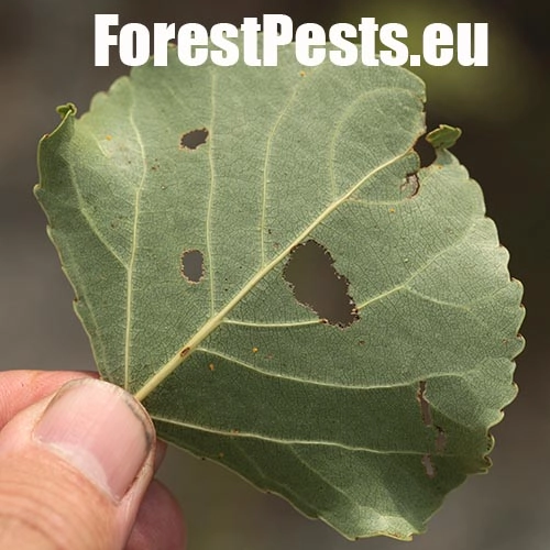 Vrz&uacute;nik topoľov&yacute;