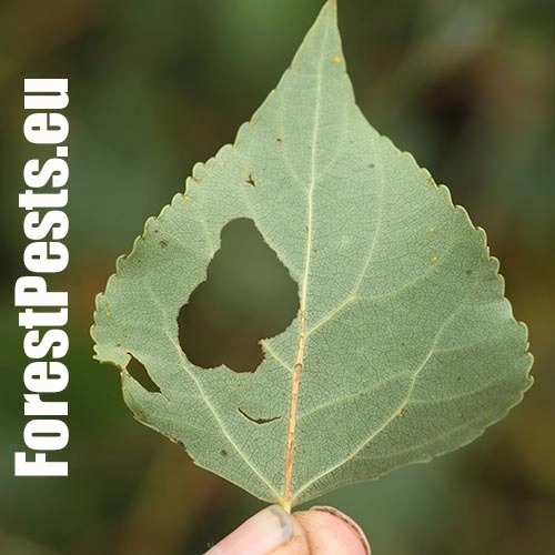 Vrz&uacute;nik topoľov&yacute;