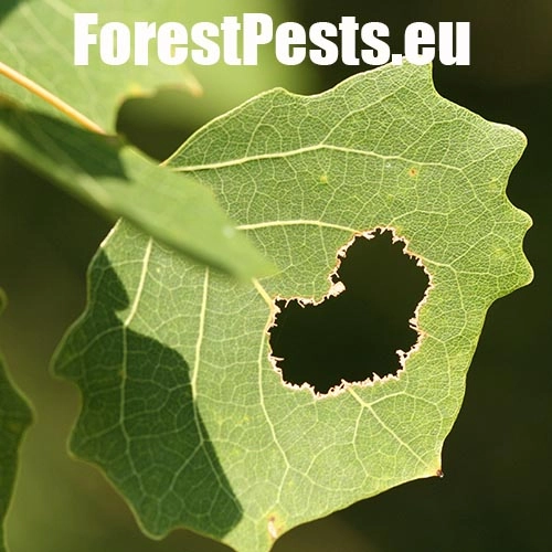 Vrz&uacute;nik topoľov&yacute;