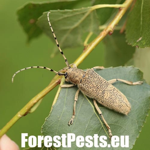 Vrz&uacute;nik topoľov&yacute;