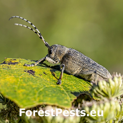 Vrz&uacute;nik topoľov&yacute;