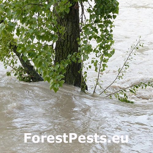 Zamokrenie, z&aacute;plavy