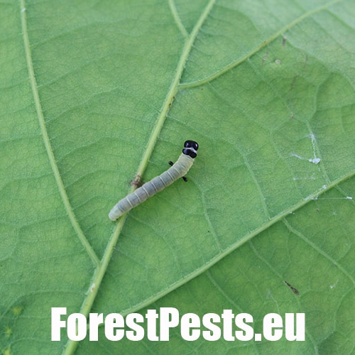 Zdobka jesenn&aacute;