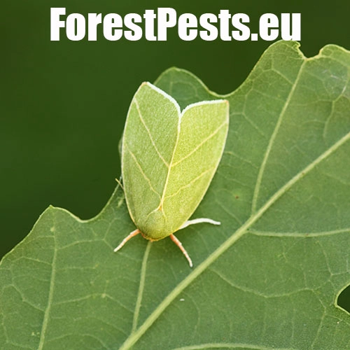 Zelenka dubov&aacute;