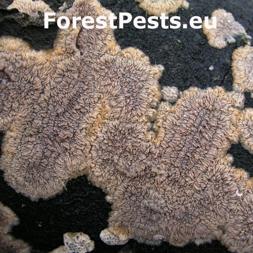 Žilnačka oranžov&aacute;