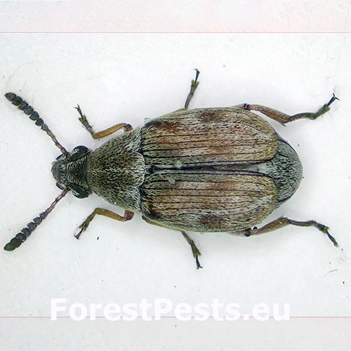 Zrniarka Acanthoscelides pallidipennis