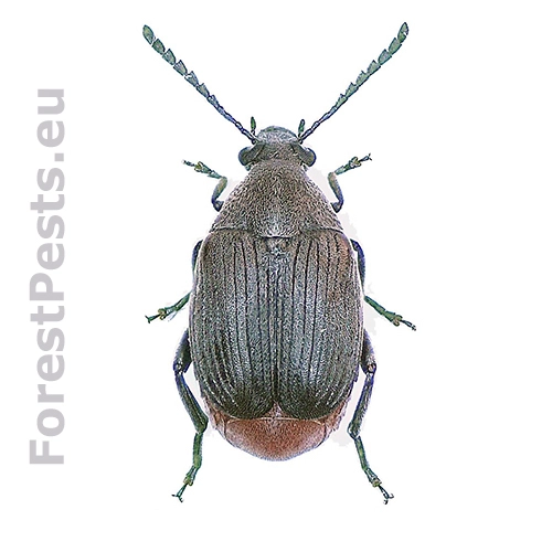 Zrnokaz Bruchidius siliquastri