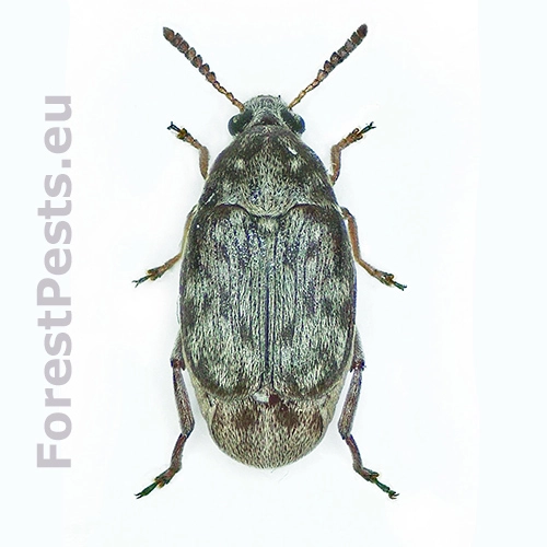 Zrnokaz Bruchidius terrenus