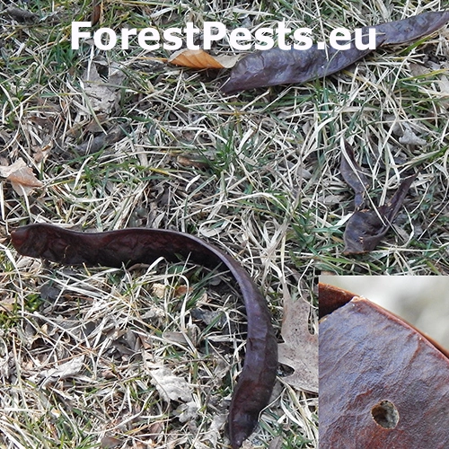 Zrnokaz Megabruchidius dorsalis