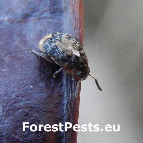 Zrnokaz Megabruchidius dorsalis