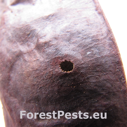 Zrnokaz Megabruchidius tonkineus