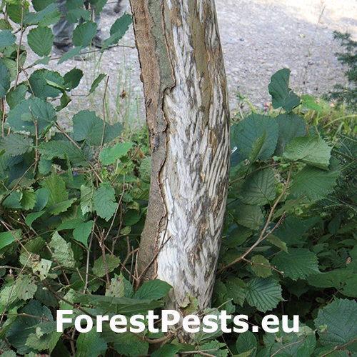 Zubor eur&oacute;psky